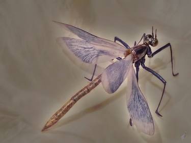 Calopteryx virgo thumb