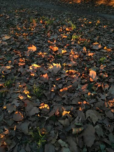 Light on Fallen Leaves - Limited Edition of 10 thumb