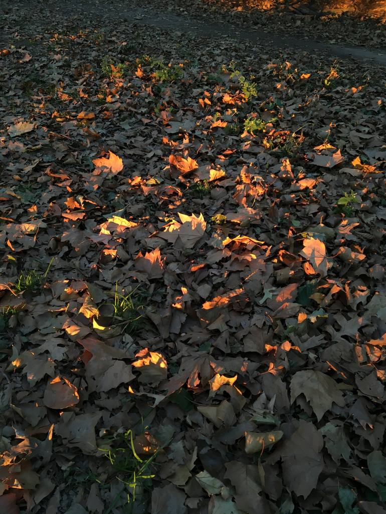 Light on Fallen Leaves - Limited Edition of 10 Photography by Arvind ...