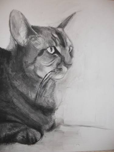 Original Animal Drawings by Julia Kaluska