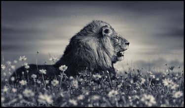 Original Documentary Animal Photography by Per-Andre Hoffmann