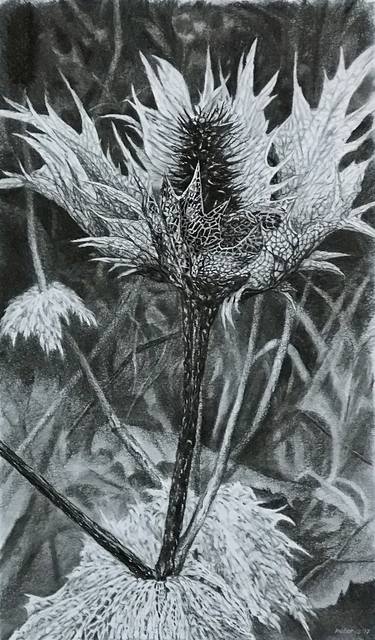 Original Botanic Drawings by Peter Schipper
