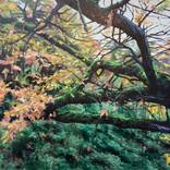 Requiem, Fallen Tree by John Mulvany