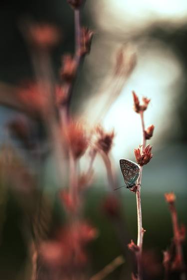 Saatchi Art Artist Gulfiya Mukhamatdinova; Photography, “Coral” #art