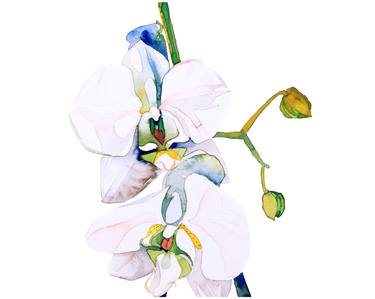 The White Series:  Orchid thumb