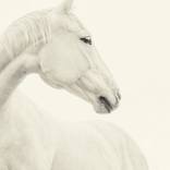 Blanco Series #1 - Limited Edition 1 of 15 by Bryan Helm