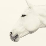 Blanco Series #2 - Limited Edition 1 of 15 by Bryan Helm