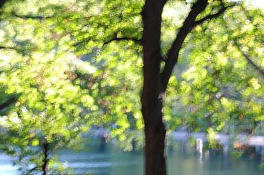 Light Trees At Central Park thumb