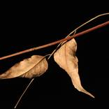 Autumn leaves by Amiram Zionov