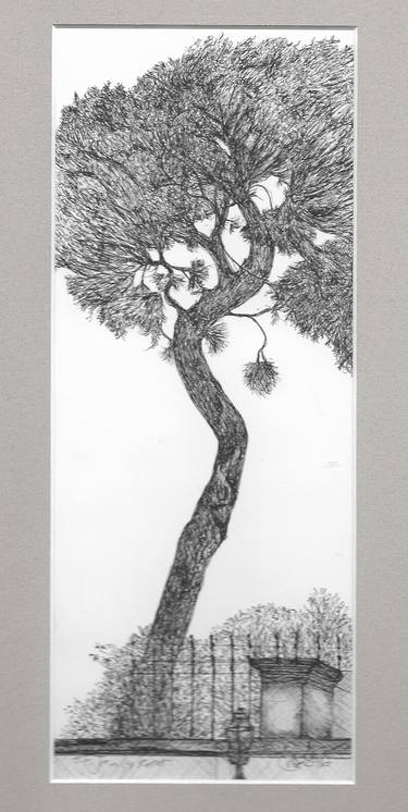 Original Fine Art Botanic Drawings by Deirdre Nicholls