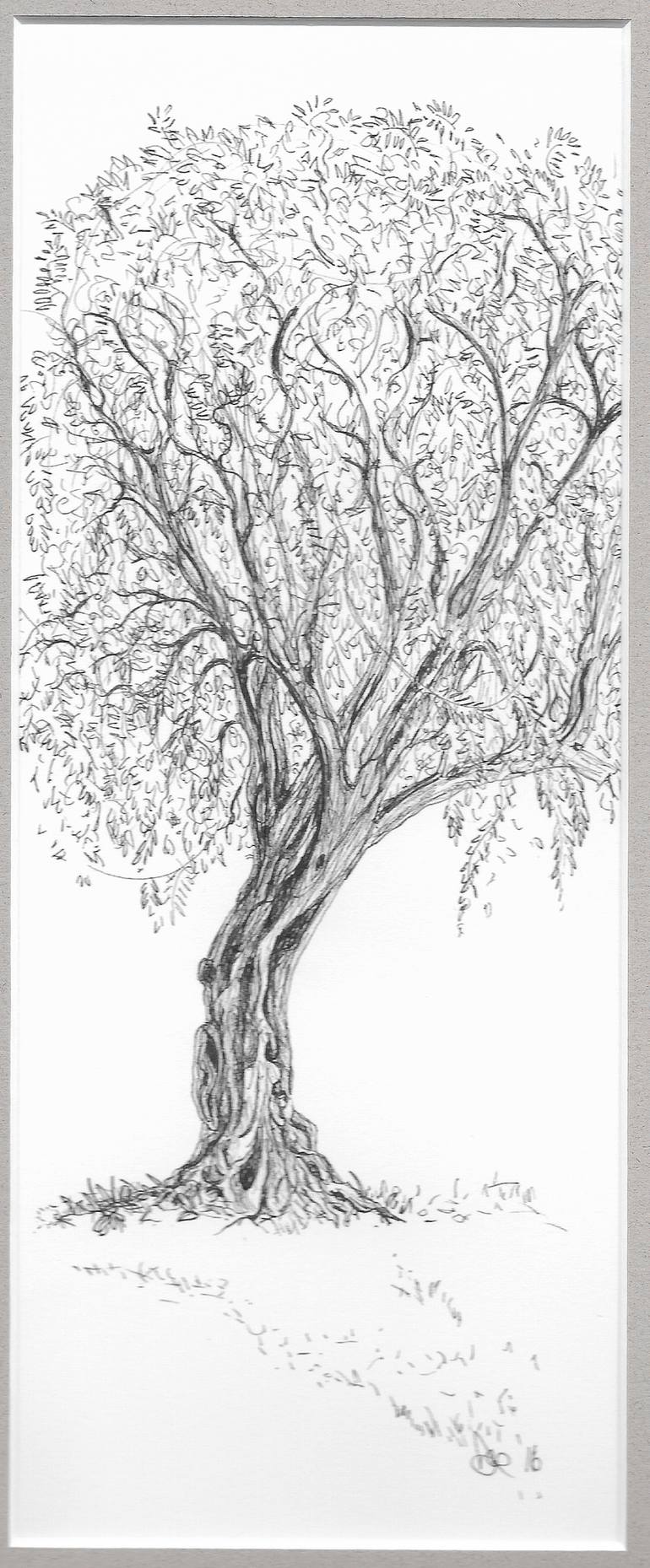 olive tree drawing roots