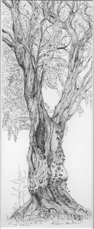 Print of Botanic Drawings by Deirdre Nicholls