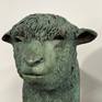 Bronze Poll Dorset sheep, close up of face