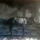 White Horse by Claire Moore