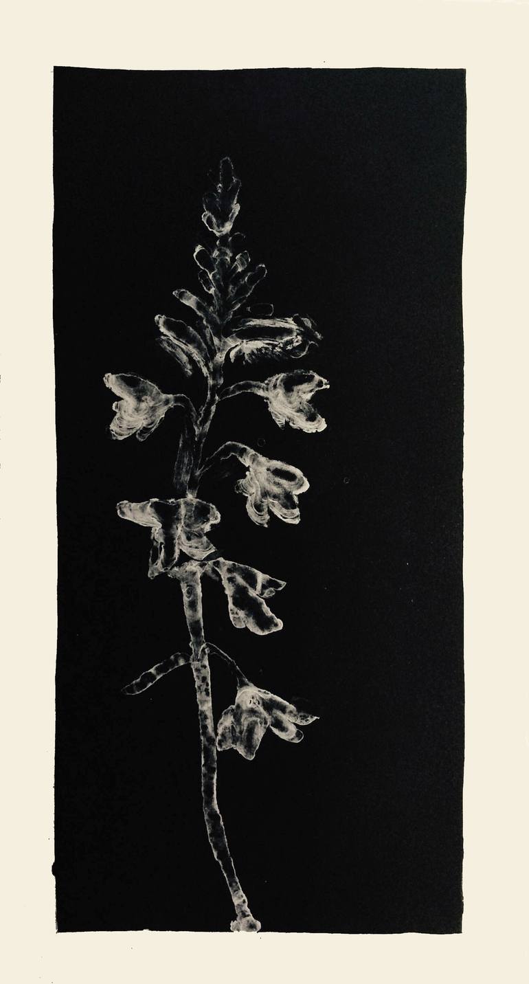 Iridaceae - Watsonia - Limited Edition 1 of 4 Art Print