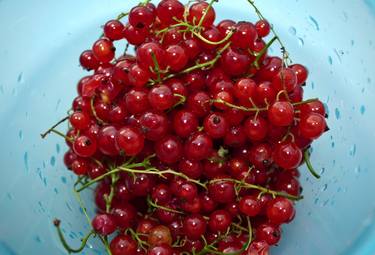 Fresh local red currants thumb