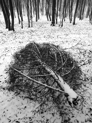 Print of Photorealism Tree Photography by Krunoslav Večenaj