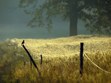 Print of Impressionism Nature Photography by Krunoslav Večenaj