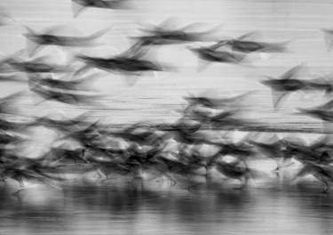 Print of Abstract Expressionism Animal Photography by Krunoslav Večenaj