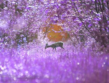 Print of Expressionism Animal Photography by Krunoslav Večenaj