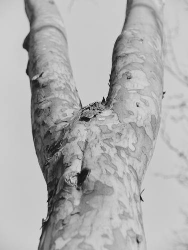 Print of Tree Photography by Krunoslav Večenaj
