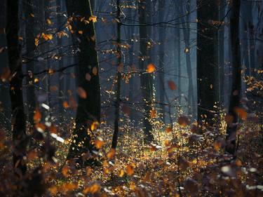 Print of Nature Photography by Krunoslav Večenaj