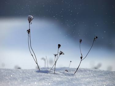 Print of Nature Photography by Krunoslav Večenaj