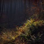 Forest tale by Krunoslav Večenaj