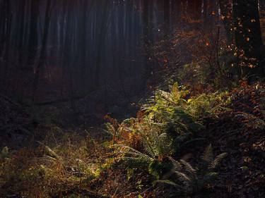 Print of Photorealism Nature Photography by Krunoslav Večenaj