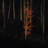 Last sign of autumn by Krunoslav Večenaj