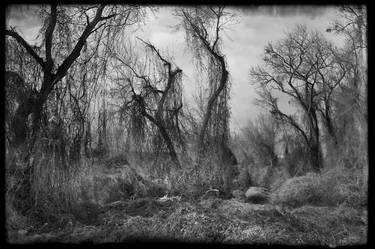 Original Documentary Tree Photography by Bobbi Mercouri