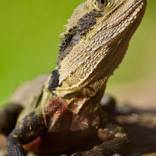 Eastern Water Dragon - Limited Edition of 10 by Leon Lester