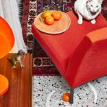 Collection Cats.