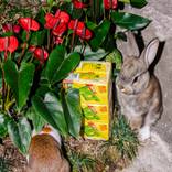 Collection Rabbit.
