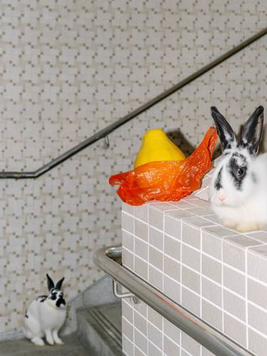 Original Artificial Intelligence Animal Photography by Tina Sturzenegger