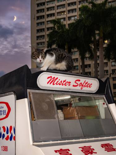 Original Conceptual Animal Photography by Tina Sturzenegger