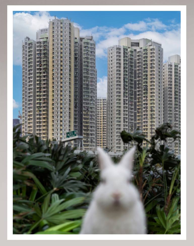 Original Contemporary Animal Photography by Tina Sturzenegger