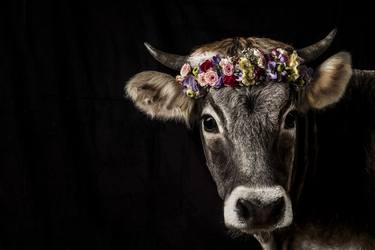 Original Fine Art Animal Photography by Tina Sturzenegger