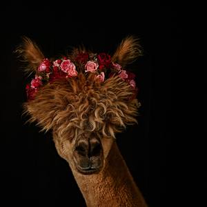 Collection Flower Crowned Alpacas