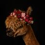 Collection Flower Crowned Alpacas