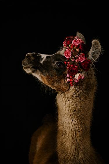 Original Animal Photography by Tina Sturzenegger