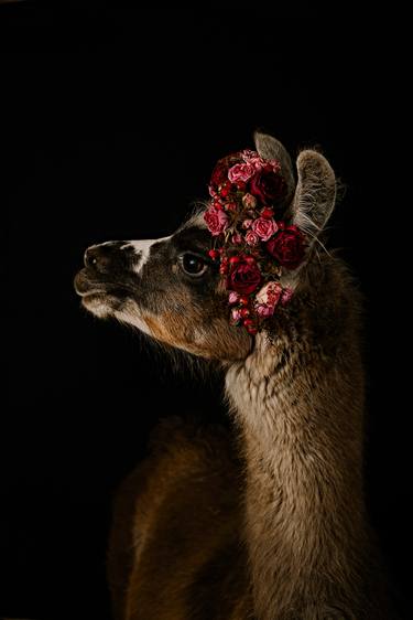 Original Conceptual Animal Photography by Tina Sturzenegger