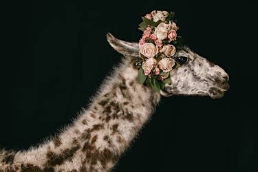 Original Conceptual Animal Photography by Tina Sturzenegger