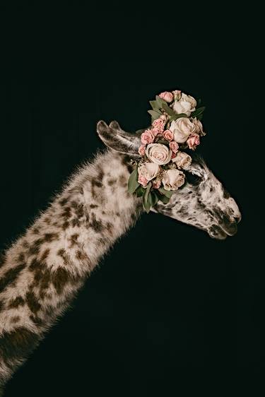 Original Fine Art Animal Photography by Tina Sturzenegger