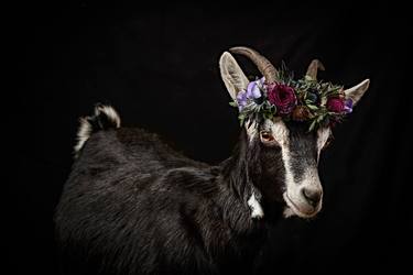 Original Animal Photography by Tina Sturzenegger