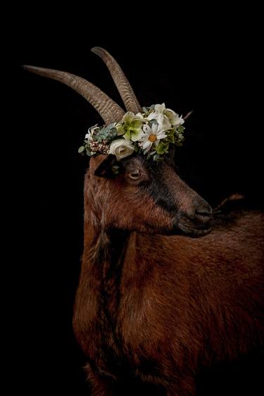 Original Animal Photography by Tina Sturzenegger