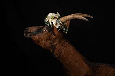 Original Animal Photography by Tina Sturzenegger