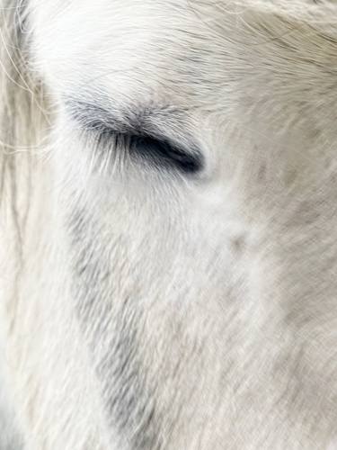 Icelandic Horse thumb