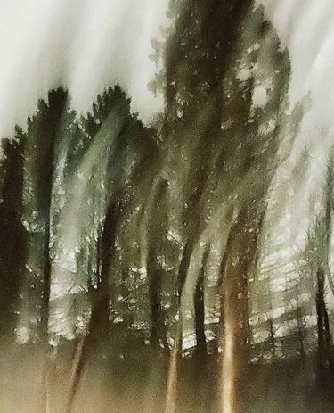 Print of Fine Art Tree Photography by Maryellen Curran Malinowski