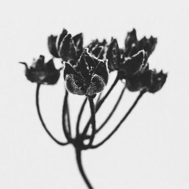 Dried Flora Series I. Black and White Nature Photography thumb
